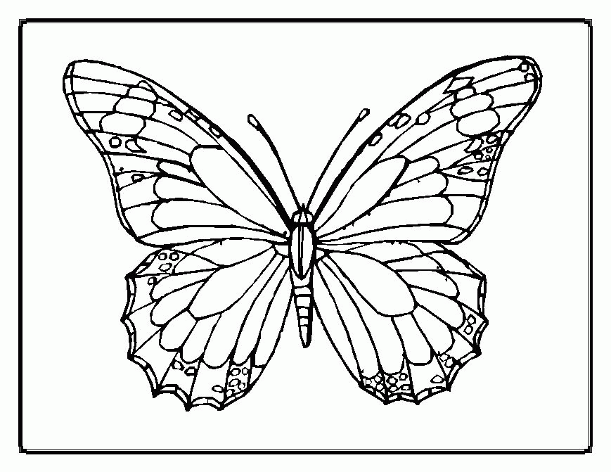 Plansa de colorat cu Fluturi 27 20